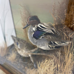 Load image into Gallery viewer, teal taxidermy
