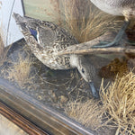 Load image into Gallery viewer, teal taxidermy female
