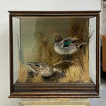 Load image into Gallery viewer, Natural Scene Taxidermy
