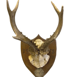 Deer Mounted Horns 70s