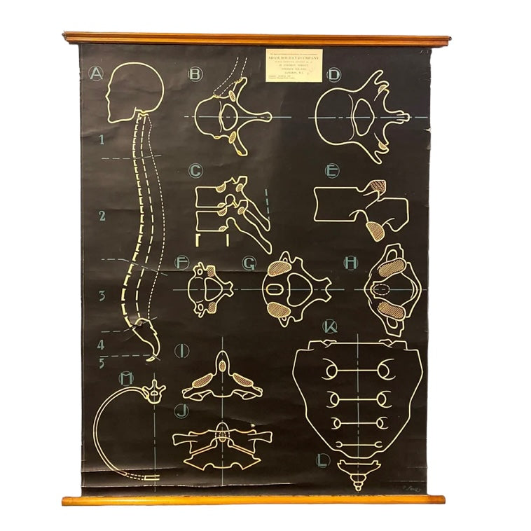 Medical Chart Vertebral Column