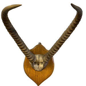 Springbok Horns Large