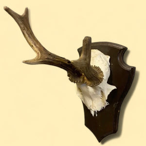 Deer Mounted Horns