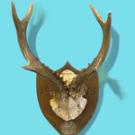 Load image into Gallery viewer, Deer Mounted Horns 70s
