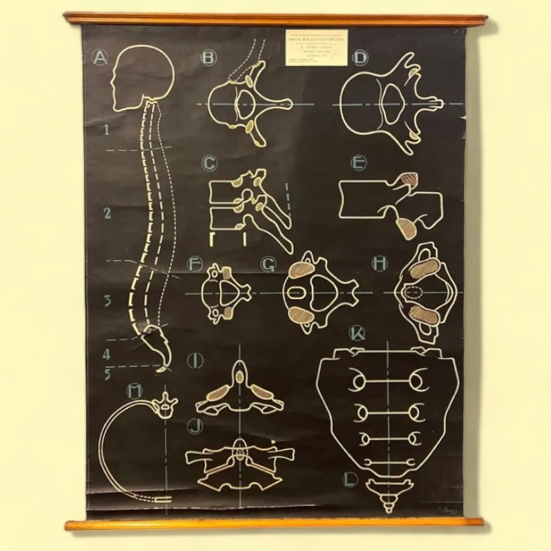 Medical Chart Vertebral Column