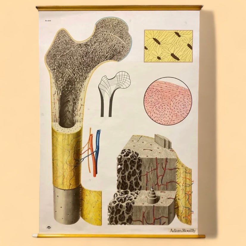 Medical Chart Bone Structure