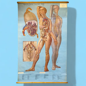 Medical Chart 1947 Art Adam Rouilly MD2
