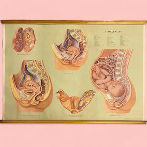 Medical Chart 1947 Art Adam Rouilly MD3