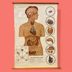 Load image into Gallery viewer, Endocrine System Medical Chart
