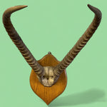 Load image into Gallery viewer, Springbok Horns Large
