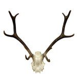 Load image into Gallery viewer, Skull Deer Mounted
