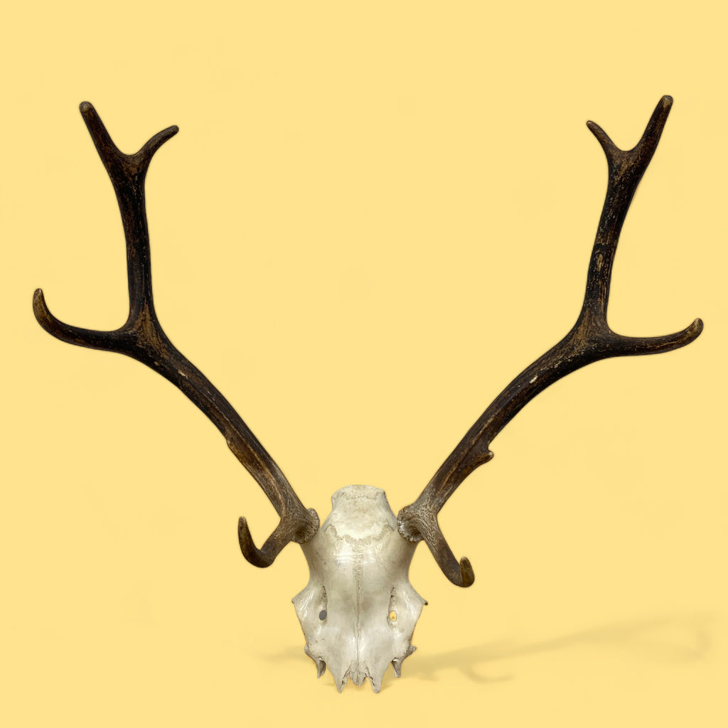 Stag Antlers Symmetrical