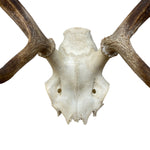 Load image into Gallery viewer, Deer Skull
