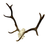 Load image into Gallery viewer, Eight Point Stag Horns
