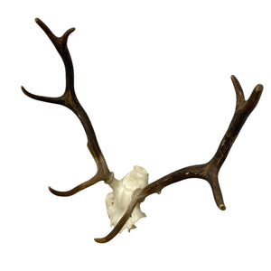 Eight Point Stag Horns