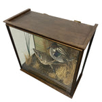Load image into Gallery viewer, Oak Case Taxidermy
