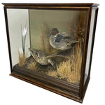 Load image into Gallery viewer, oak case taxidermy

