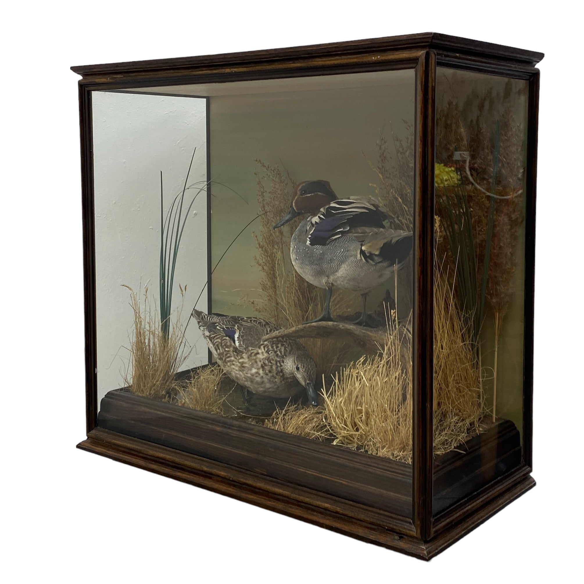 Teal Bird Taxidermy Glass Oak Case Natural History