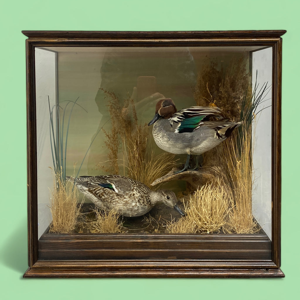 Teal Bird Taxidermy Glass Oak Case Natural History