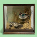 Load image into Gallery viewer, Teal Bird Taxidermy Glass Oak Case Natural History

