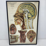 Load image into Gallery viewer, Medical Chart Huge Framed
