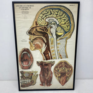 Medical Chart Huge Framed