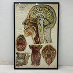 Load image into Gallery viewer, Medical Chart Huge Framed
