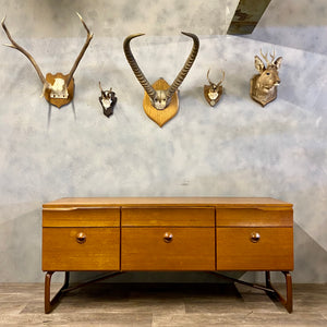 Deer Mounted Horns 70s