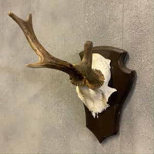 Deer Mounted Horns