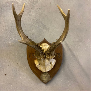 Deer Mounted Horns 70s