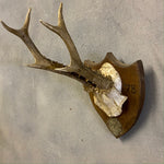 Load image into Gallery viewer, Deer Horns

