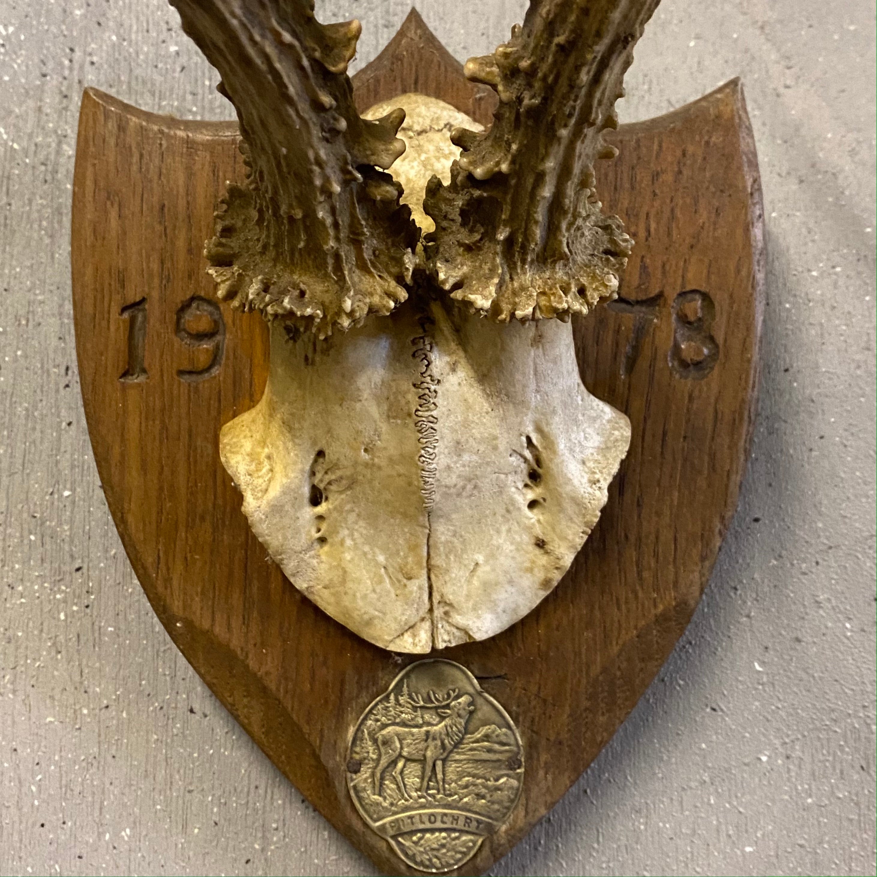 Deer horns plaque