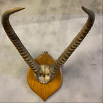 Load image into Gallery viewer, Springbok Horns Large
