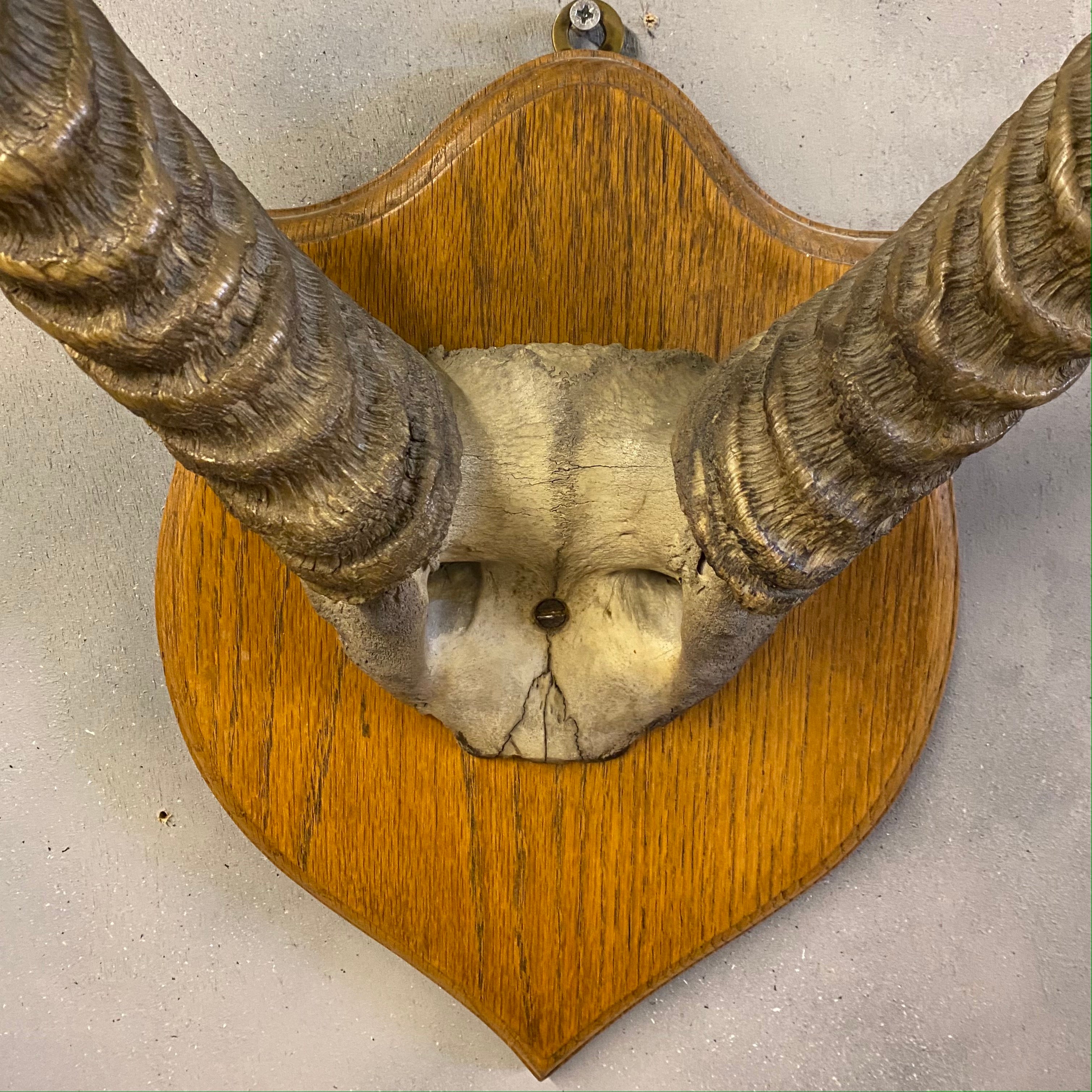 Vintage horns