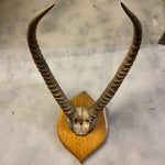 Load image into Gallery viewer, Horns vintage
