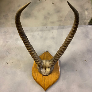 Horns vintage
