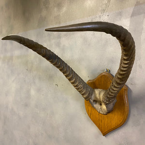 Vintage horns springbok
