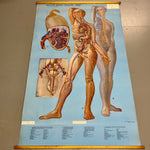 Load image into Gallery viewer, Vintage Medical Illustration
