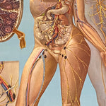 Load image into Gallery viewer, medical Lymphatic System
