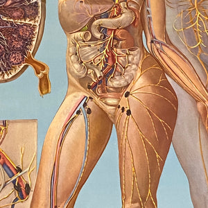 medical Lymphatic System