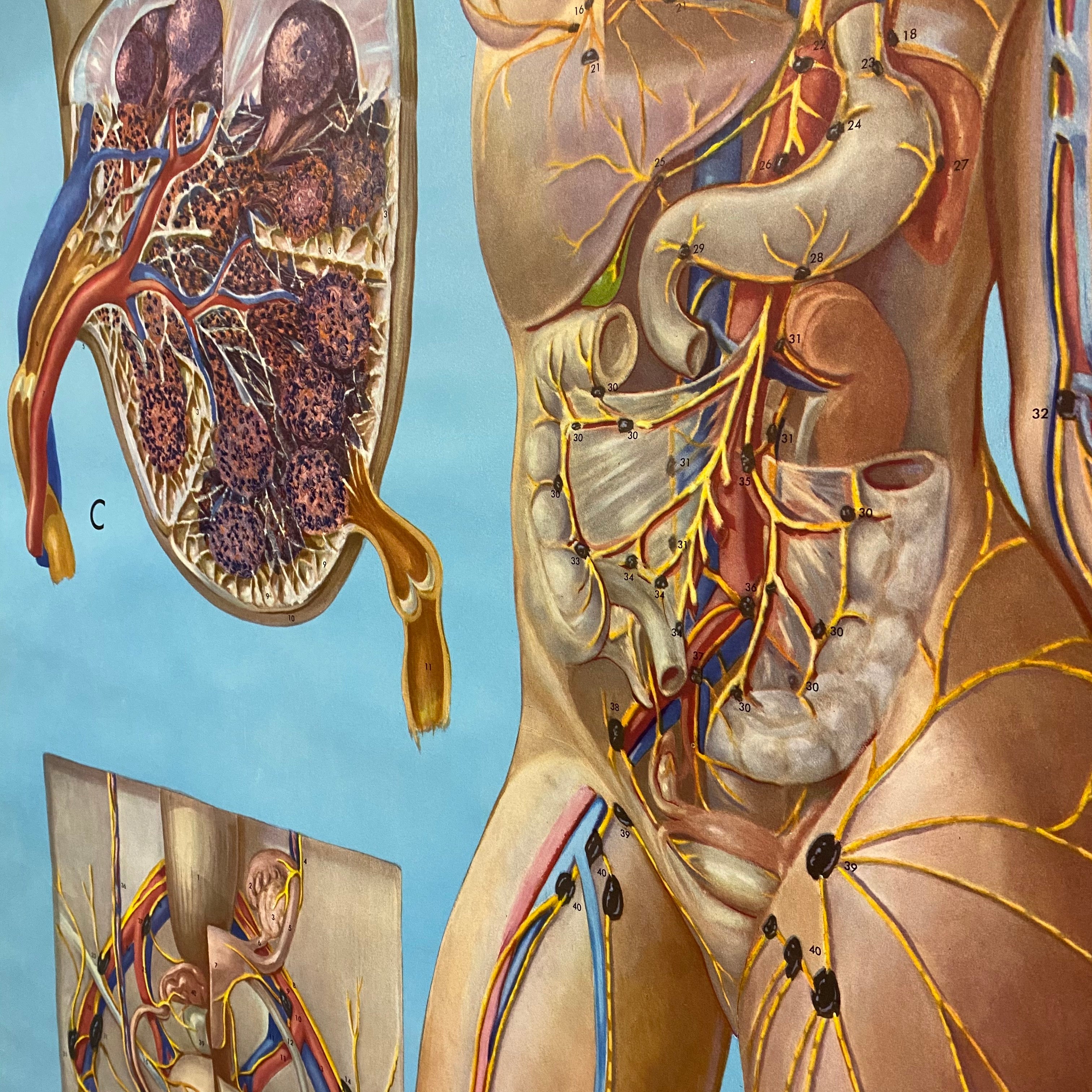 Midcentury Medical Chart 1947 Art MD2