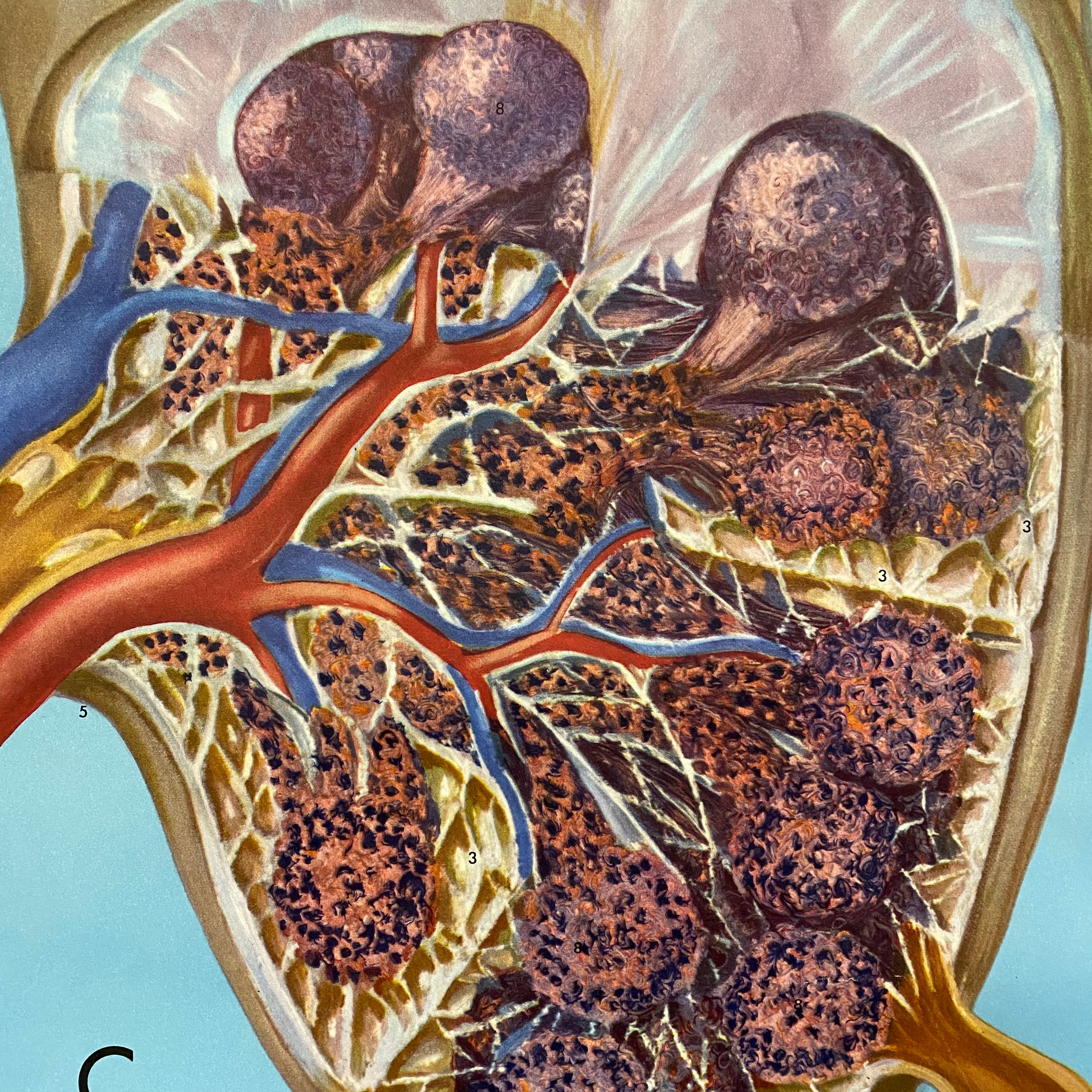 Medical Diagram Lymphatic System