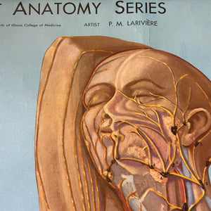 Anatomy Series PM Lariviere