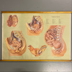 Load image into Gallery viewer, Reproductive Organs Medical Chart
