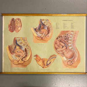 Reproductive Organs Medical Chart