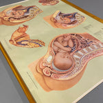 Load image into Gallery viewer, Female Reproduction Medical Chart
