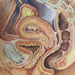 Load image into Gallery viewer, fOETUS iN womb Chart
