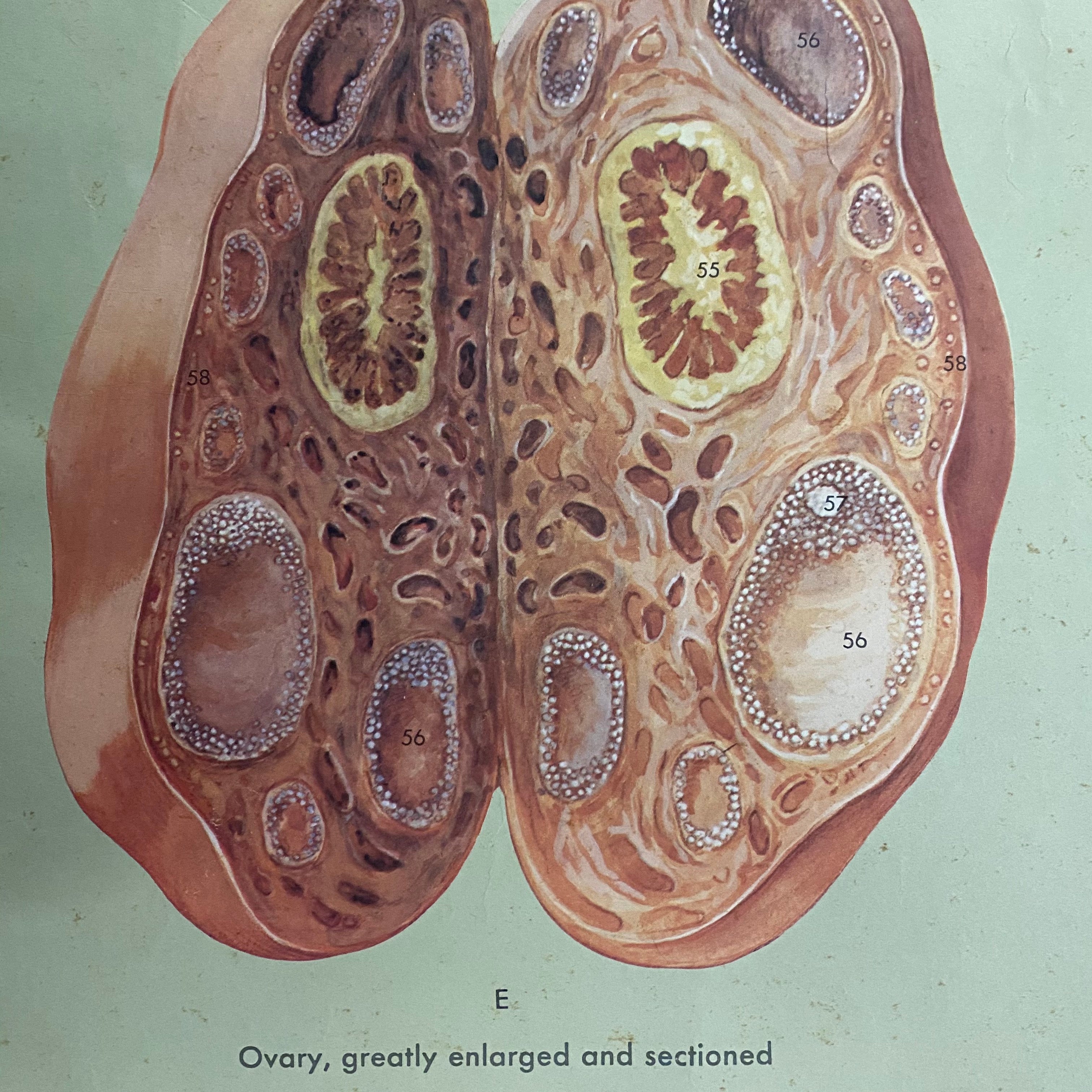 Adam Rouilly & Co Ltd medical Chart