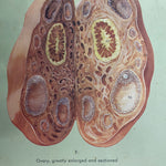 Load image into Gallery viewer, Adam Rouilly &amp; Co Ltd medical Chart
