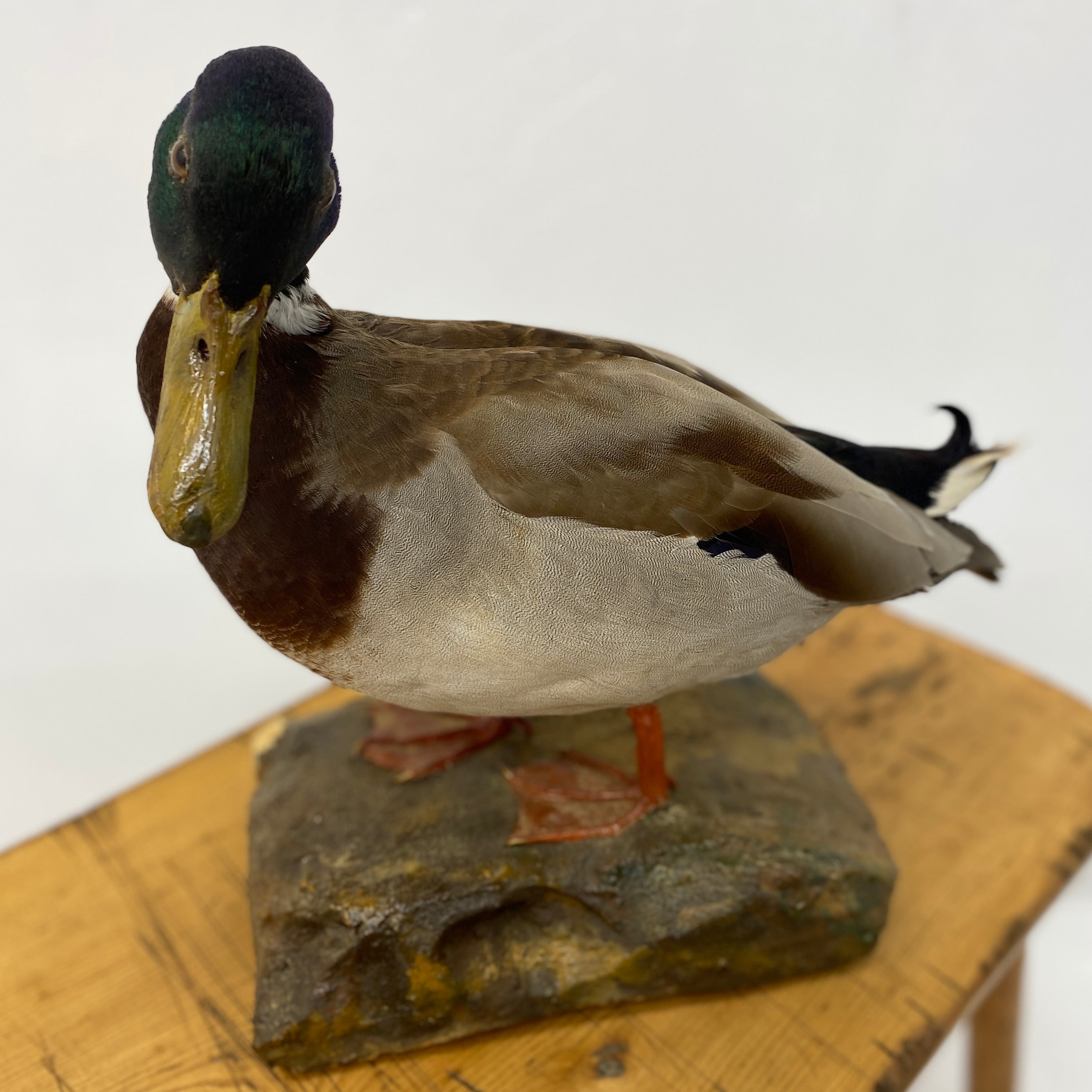 Taxidermy Drake Mallard